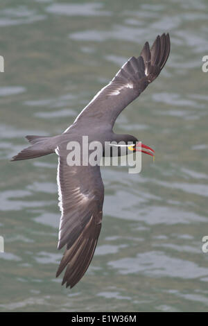 Inka-Seeschwalbe (Larosterna Inca) fliegen in Peru. Stockfoto