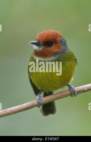 Johnsons / Lulus Tody-Tyrann (Poecilotriccus Luluae) thront auf einem Ast in Peru. Stockfoto