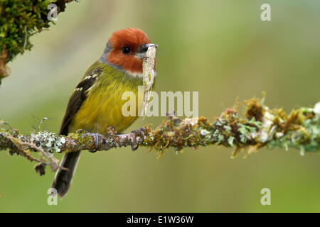 Johnsons / Lulus Tody-Tyrann (Poecilotriccus Luluae) thront auf einem Ast in Peru. Stockfoto