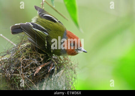 Johnsons / Lulus Tody-Tyrann (Poecilotriccus Luluae) thront auf einem Ast in Peru. Stockfoto