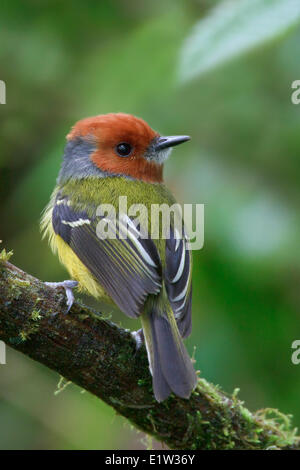 Johnsons / Lulus Tody-Tyrann (Poecilotriccus Luluae) thront auf einem Ast in Peru. Stockfoto