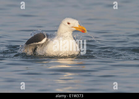 Kelp Gull (Larus Dominicanus) Schwimmen im Ozean in Peru. Stockfoto