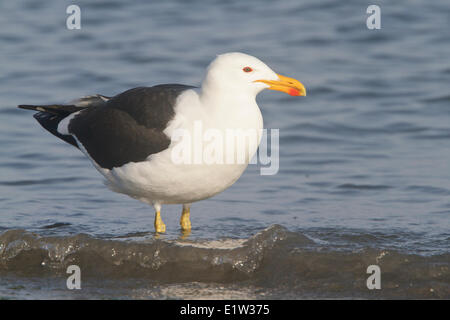 Kelp Gull (Larus Dominicanus) Fütterung entlang der Küste in Peru. Stockfoto