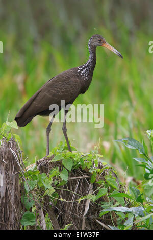 Limpkin (Aramus Guarauna) thront auf einem Ast in Peru. Stockfoto