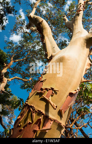 Erdbeerbaum oder Pazifische Madrone Baum, Arbutus Menziesii, Details, Russel Insel, in der Nähe von Saltspring Island, British Columbia, Kanada Stockfoto