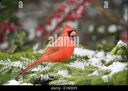 Männliche nördlichen Kardinal (Cardinalis Cardinalis) im Winter. Nova Scotia, Kanada. Stockfoto