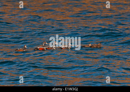 Harlekin-Enten (Histrionicus Histrionicus)-Winter in kleinen Gruppen entlang der Küste Nova Scotia, Bay Of Fundy, Ende April, Kanada. Stockfoto