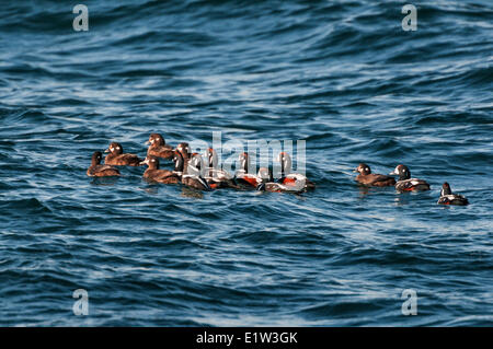 Harlekin-Enten (Histrionicus Histrionicus)-Winter in kleinen Gruppen entlang der Küste Nova Scotia, Bay Of Fundy, Ende April, Kanada. Stockfoto