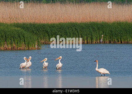 Weiße Pelikane (Pelecanus Erythrorhynchos) und Trompeter Schwan (Cygnus Buccinator) in einem Süßwasser See Erie Sumpf Frühling Ottawa Stockfoto