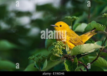 Männliche Schnäpperrohrsänger (Dendroica Petechia).  Eine gemeinsame Warbler gefunden in ganz Nordamerika.  Frühling. Stockfoto