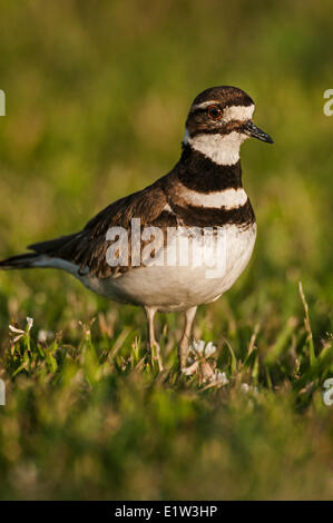 Killdeer (Charadrius Vociferus). Frühling, Erie-See; Ottawa NWR, Ohio, Vereinigte Staaten von Amerika Stockfoto