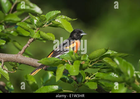 Baltimore Oriole (Ikterus Galbula) männlich in der Zucht Gefieder ruht im Mischwald entlang Lake Erie Küste in der Nähe von Kanada USA Stockfoto