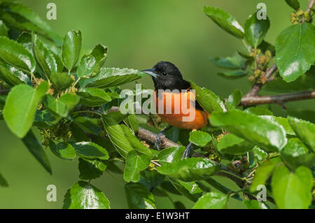 Baltimore Oriole (Ikterus Galbula) männlich in der Zucht Gefieder ruht im Mischwald entlang Lake Erie Küste in der Nähe von Kanada USA Stockfoto