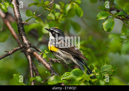 Gelb-Psephotus Warbler (Dendroica Coronata) männlich entlang Lake Erie Küste nahe Grenze zu Kanada USA während jährliche Frühjahrswanderung Stockfoto