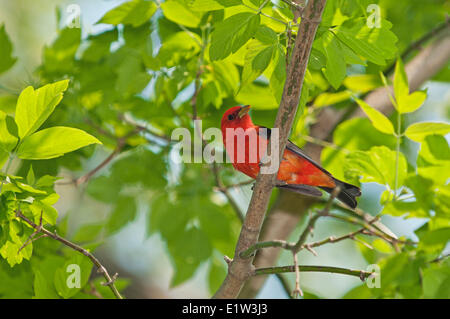 Männliche Scarlet Tanager (Piranga Olivacea) männlich. Frühling. Lake Erie. Großen Seen Nordamerikas. Stockfoto