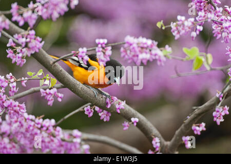 Northern Oriole (Ikterus Galbula) männlich in der Zucht Gefieder ruht im Frühjahr Redbud Baum. Lake Erie. Großen Seen. Nord-Amerika. Stockfoto