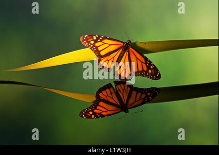Monarchfalter (Danaus Plexippus) Reflexion. Gefunden Sie in ganz Nordamerika im Sommer. Stockfoto