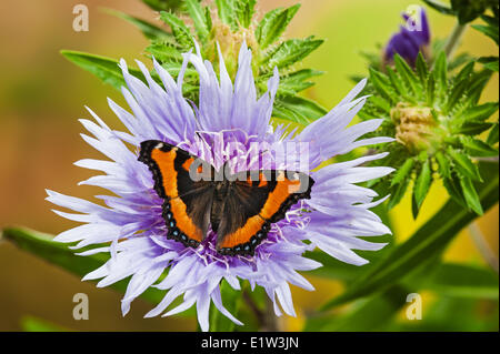 Milbert Schildpatt Schmetterling (Nymphalis Milberti) auf Stoke Aster (Stokesia Laevis) Blume, Sommer, Nordamerika. Stockfoto