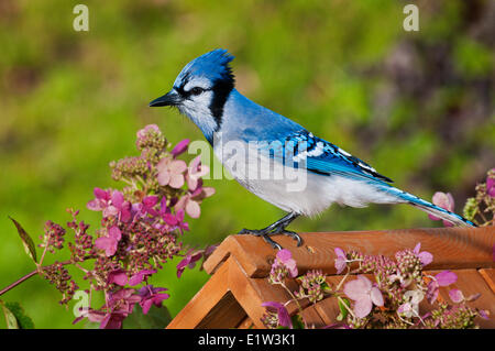 Blue Jay (Cyanocitta Cristata) in Hinterhof-Garten mit Hortensien. Herbst. Nova Scotia, Kanada. Stockfoto