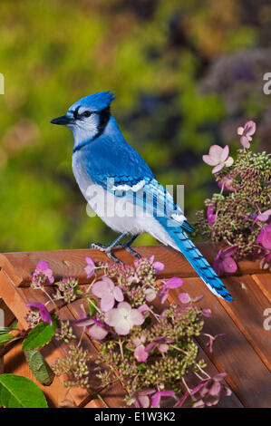 Blue Jay (Cyanocitta Cristata) in Hinterhof-Garten mit Hortensien. Herbst. Nova Scotia, Kanada. Stockfoto