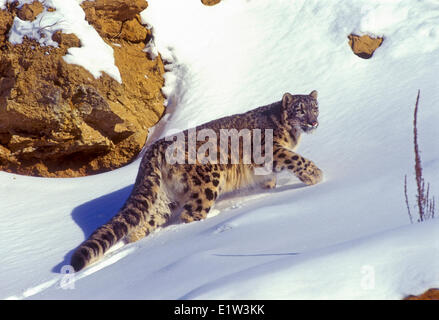 Schneeleopard (Panthera Uncia). In Zentralasien aus Nordwesten Chinas auf Tibet & Himalaya gefunden. Seltene & bedrohte. . Stockfoto