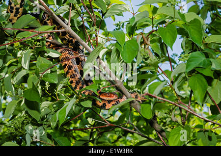 Östlichen Fuchs Schlange (Pantherophis Gloydi) Jagd im Baum, Frühling, Erie-See Region, Nord-Amerika. Stockfoto