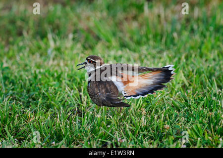 Killdeer (Charadrius Vociferus) zeigt das gebrochene Flügel Ablenkung Display Anti-Predator Verhalten die Aufmerksamkeit entfernt in der Nähe Stockfoto