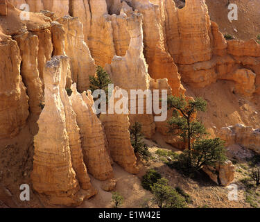 Bryce Canyon Detail. Utah Stockfoto