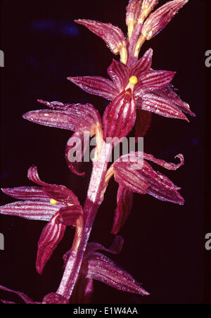 Gestreifte Coralroot. (Corallorhiza Striata) Bruce Peninsula, Ontario Stockfoto