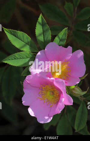 Wildrose, Georgian Bay Stockfoto