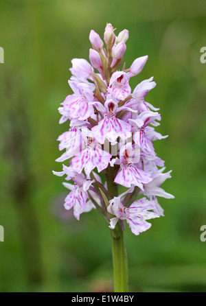 Gefleckte Orchidee, Dactylorhiza fuchsii, Orchidaceae. Britische Wildblume. UK Stockfoto