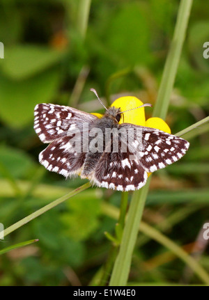 Grizzled Skipper, Pyrgus Malvae, Pyrginae, Hesperiidae, Lepidoptera. Männlich. Mai, Kreide Downs, Bedfordshire, UK. Stockfoto