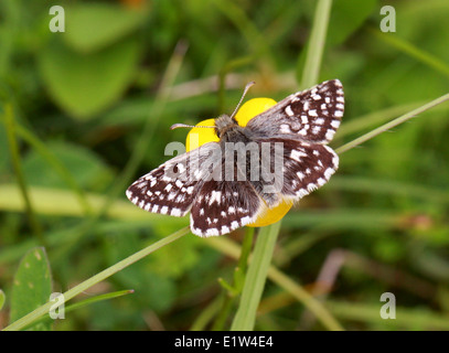 Grizzled Skipper, Pyrgus Malvae, Pyrginae, Hesperiidae, Lepidoptera. Männlich. Mai, Kreide Downs, Bedfordshire, UK. Stockfoto