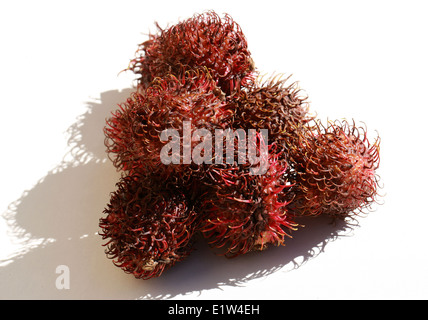 Rambutan Früchte, Nephelium Lappaceum, Sapindaceae. Malaysia und Indonesien. Stockfoto