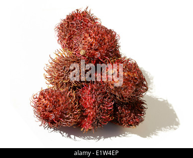 Rambutan Früchte, Nephelium Lappaceum, Sapindaceae. Malaysia und Indonesien. Stockfoto