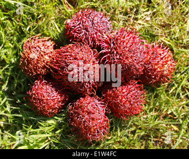 Rambutan Früchte, Nephelium Lappaceum, Sapindaceae. Malaysia und Indonesien. Stockfoto