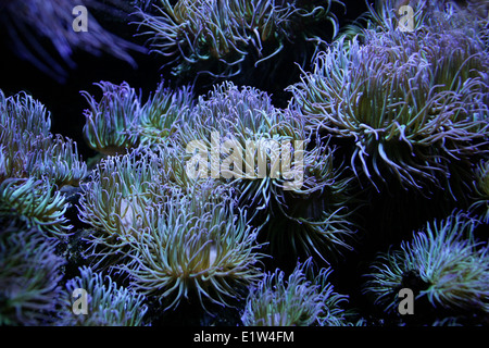 Snakelocks Anemone, Anemonia Viridis, Actiniidae, Actiniaria, Anthozoa, Cnidaria. Süd und West England, mediterran. Stockfoto