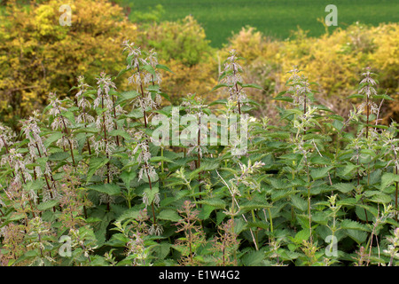 Stechende Nesseln, Urtica Dioica, Urticaceae-. Stockfoto