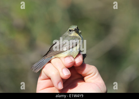 Weibliche schwarze Throated blaue Warbler Stockfoto