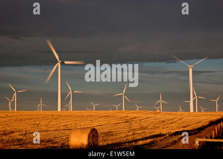 Stromerzeugenden Windmühlen in der Nähe von Fort MacLeod, Alberta, Kanada. Stockfoto