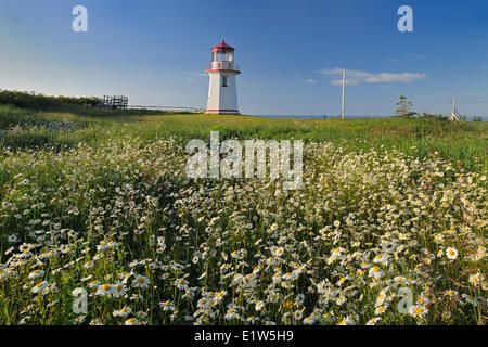 Leuchtturm und Gänseblümchen, Perce, Quebec, Kanada Stockfoto