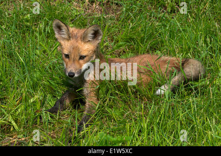 Red Fox Kit oder junge ausruhen im grünen Rasen, Vulpes Vulpes, Nordamerika. Stockfoto