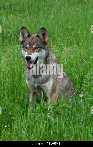 Grauer Wolf, Canis Lupus, im Sommerwiese sitzen. Stockfoto