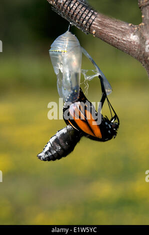 Monarchfalter Danaus Plexippus in Puppe, Puppe wie ein Schmetterling abzuzeichnen.  Lake Superior Ontario Kanada. Stockfoto