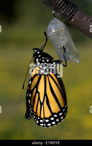 Monarchfalter Danaus Plexippus in Chrysalis entstanden Chrysalis (sichtbar) wie ein Schmetterling.  Die Flügel sind in voller Größe.  Lake Stockfoto