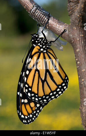 Monarchfalter Danaus Plexippus entstanden Chrysalis (sichtbar) wie ein Schmetterling.  Die Flügel sind in voller Größe.  Lake Superior Ontario Stockfoto