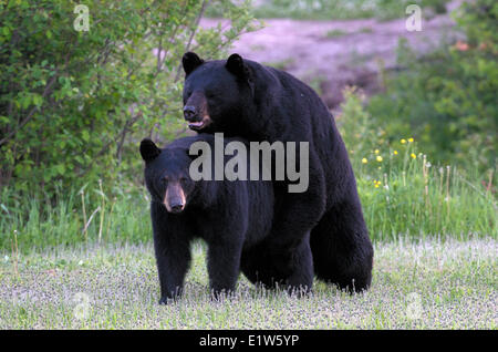 Wilden amerikanischen Schwarzbären, Ursus Americanus, Paarung, Nord-Ontario, Kanada Stockfoto