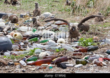 Laysan Albatros (Phoebastria Immutabilis) Verschachtelung Kolonie Plastikmüll gesammelten Forschung Plot Plastikverschmutzung bewerten Stockfoto