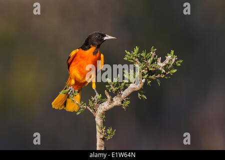 Baltimore Oriole (Ikterus Galbula), Männlich, Santa Clara Ranch, in der Nähe von Edinburg, Süd-Texas. Stockfoto