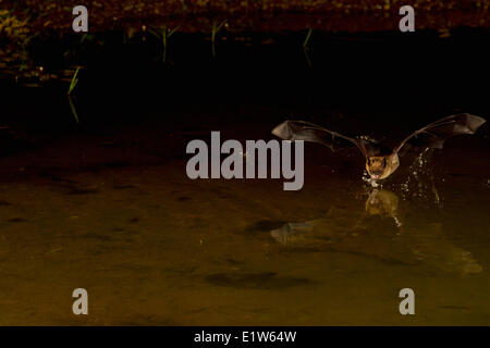 Große braune Fledermaus (Eptesicus Fuscus), trinken, Elephant Head Teich, Amado, Arizona. Stockfoto